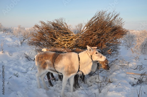 упряжка оленей