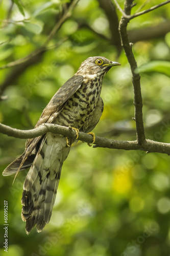 Large Hawk Cuckoo (Hierococcyx sparverioides) in nature