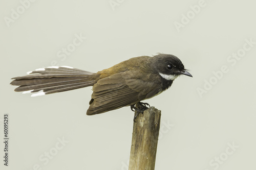 Malaysian Pied Fantail (Rhipidura javanica) in nature photo