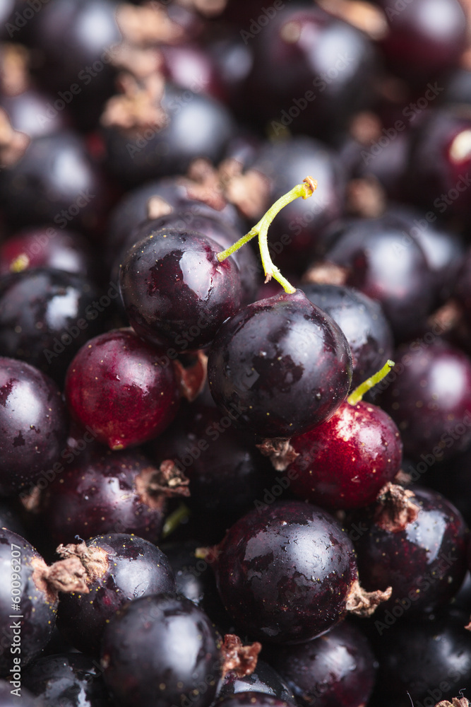 Fototapeta premium Black currant