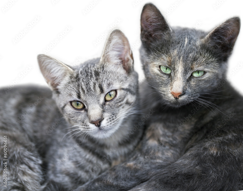 Obraz premium Zwei Katzen