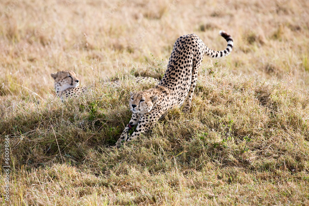 Cheetahs Masai Mara Reserve Kenya Africa Cheetahs Masai Mara Reserve Kenya Africa