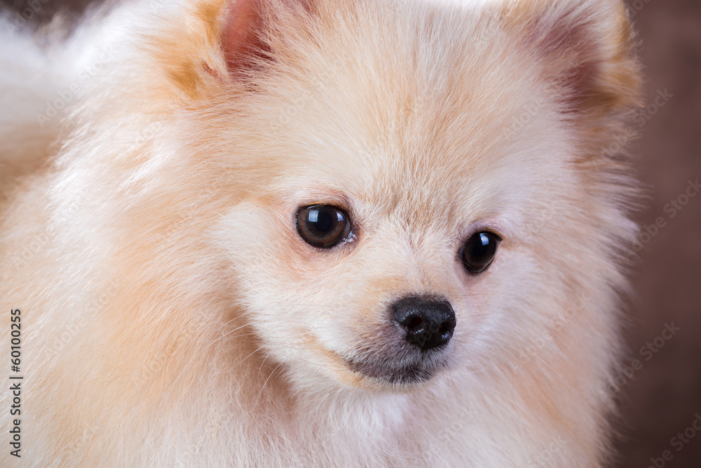 Close-up portrait Pomeranian dog