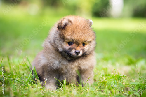 Small Pomeranian puppy
