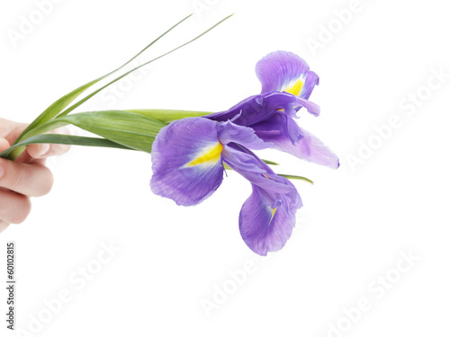 blue iris flower photo