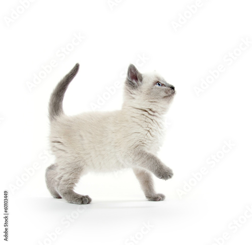 Cute kitten playing on white