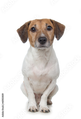 Jack Russell Terrier
