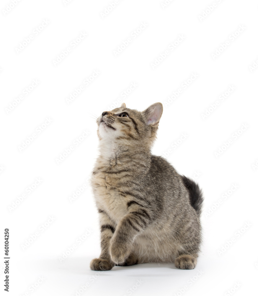 Obraz premium Cute tabby kitten