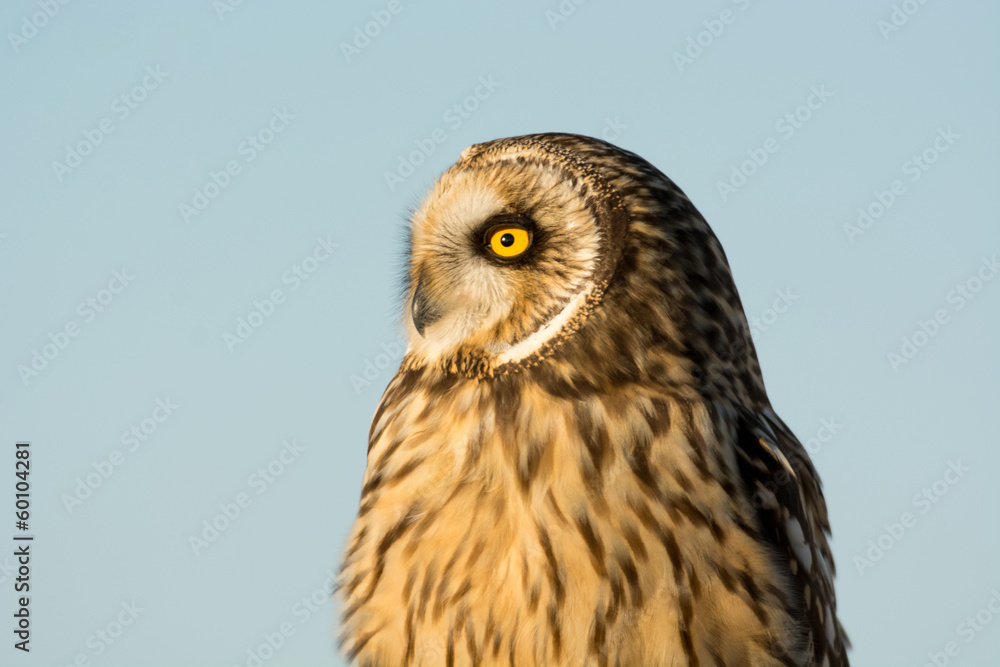 Fototapeta premium Short Eared Owl