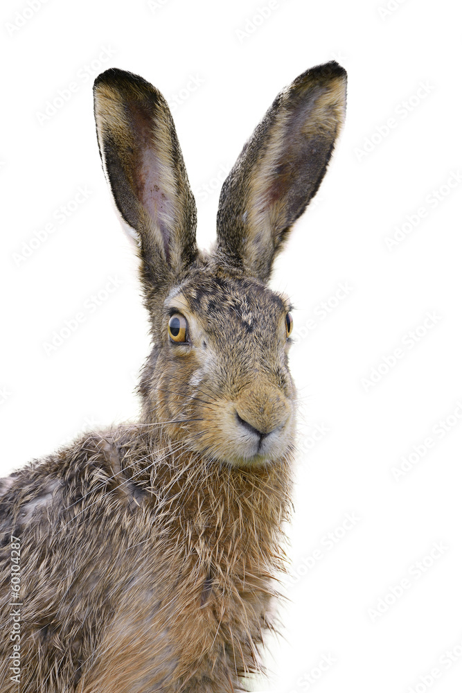 Obraz premium Brown hare portrait