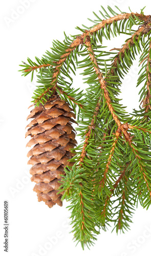 Φωτογραφία spruce tree branch with cone isolated on white