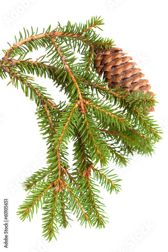Εκτύπωση καμβά spruce tree branch with cone isolated on white