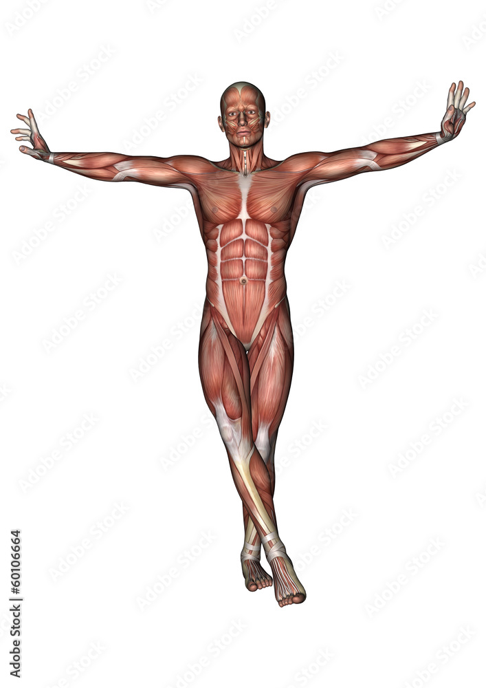 Male Anatomy Figure Male Anatomy Figure