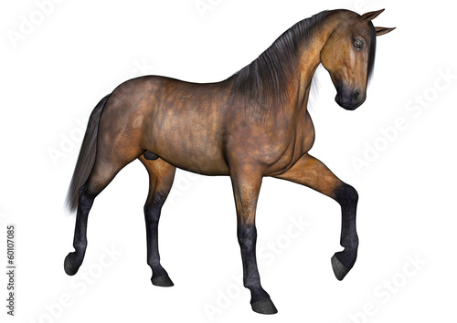 Fototapeta Naklejka Na Ścianę i Meble -  Horse