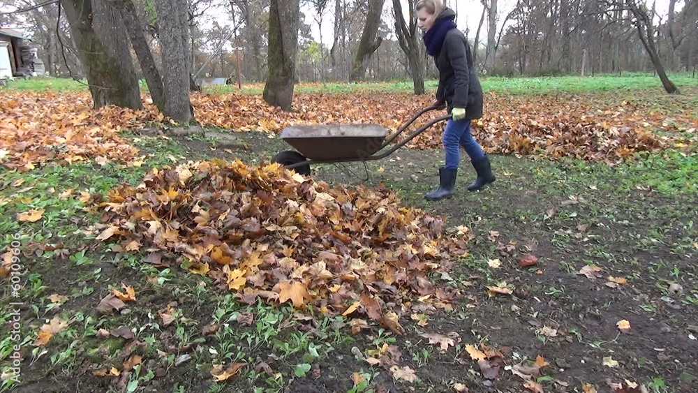 Woman carry empty barrow and load with rake autumn leaves Woman carry empty barrow and load with rake autumn leaves