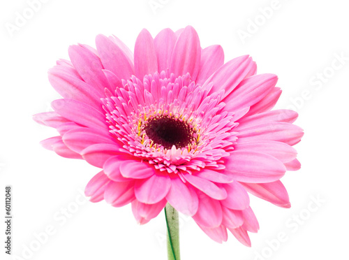 Gerbera flower isolated on white background