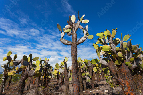 Galapagos Islands, Ecuador