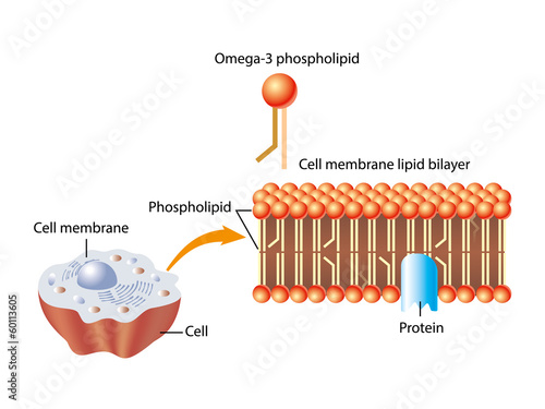 Omega-3 phospholipid