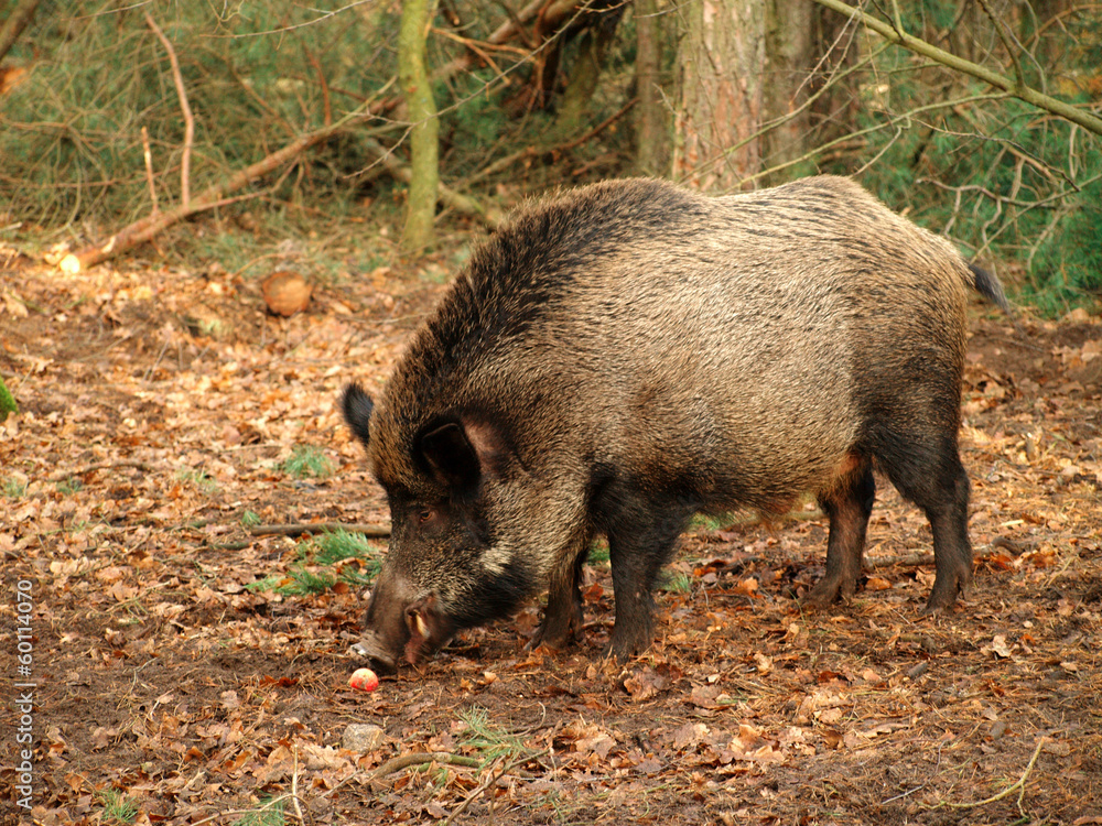 Wild boar