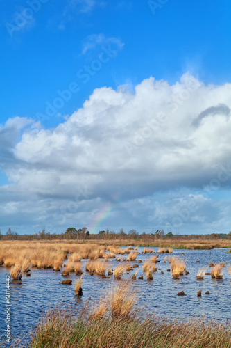 rainbow and blue sky over swamp