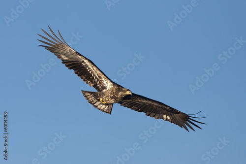 Junior eagle with wings spread.