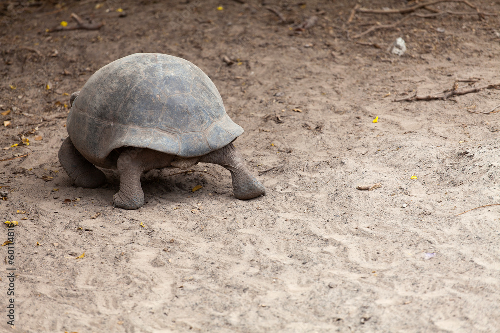 Obraz premium Giant Galapagos turtle, Galapagos Islands, Ecuador