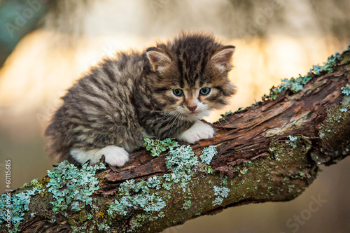 Little tabby kitten sitting on the tree photo