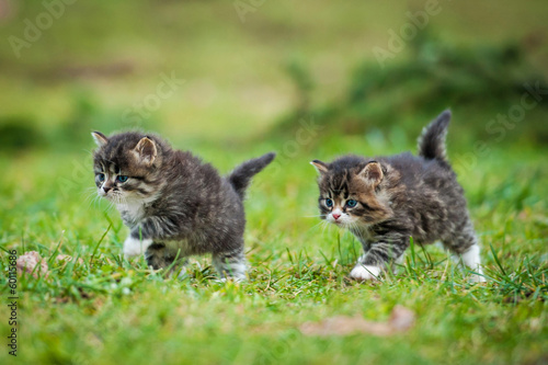 Little kittens running on the lawn