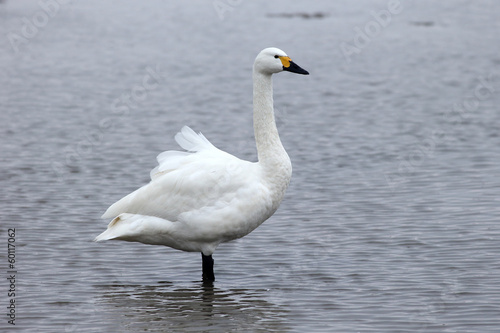 Bewicks swan, Cygnus bewickii