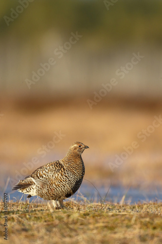 Wallpaper Mural Black grouse, Tetrao tetrix Torontodigital.ca