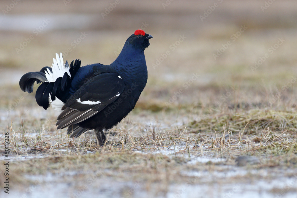 Black grouse, Tetrao tetrix