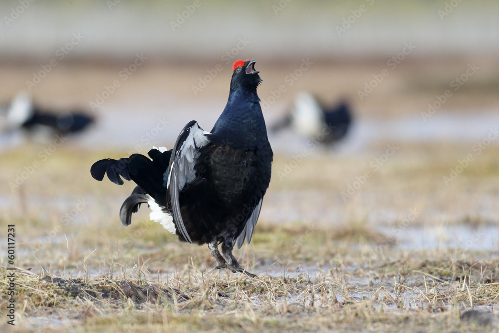 Black grouse, Tetrao tetrix Black grouse, Tetrao tetrix