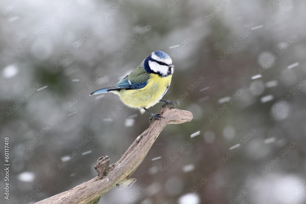 Fototapeta premium Blue tit, Parus caeruleus