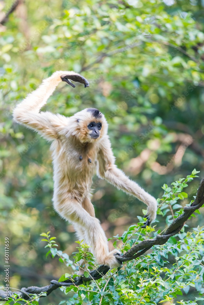 Obraz premium white-cheeked gibbon