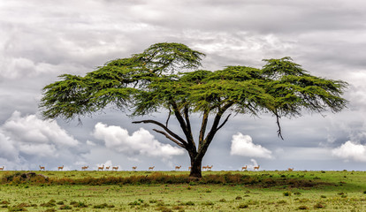 Crédence de cuisine Afrique Lac Naivasha au cœur du Kenya  © jasonyu