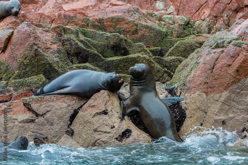 Φωτογραφία South American Sea lions relaxing on rocks of Ballestas Islands