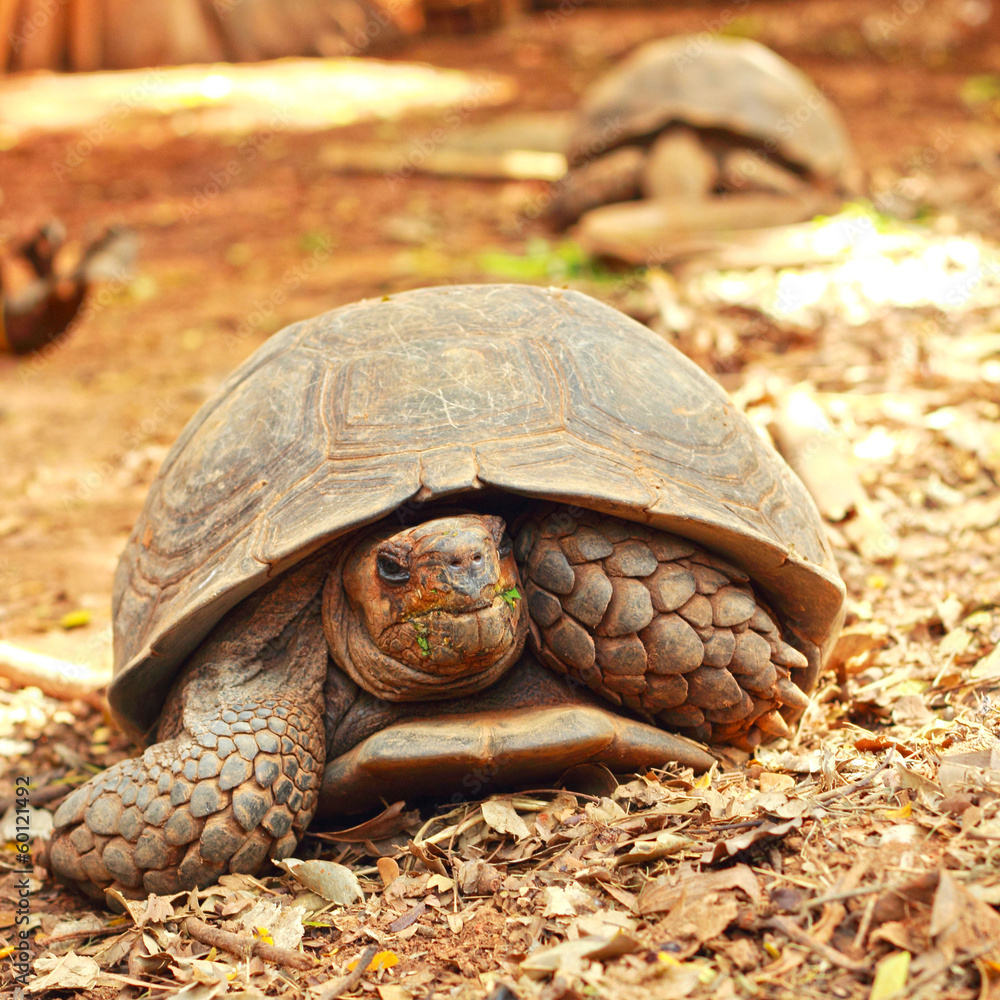 Naklejka premium Crawling tortoise in the nature