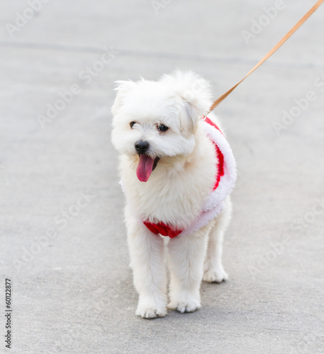 white cute dog © hui_u