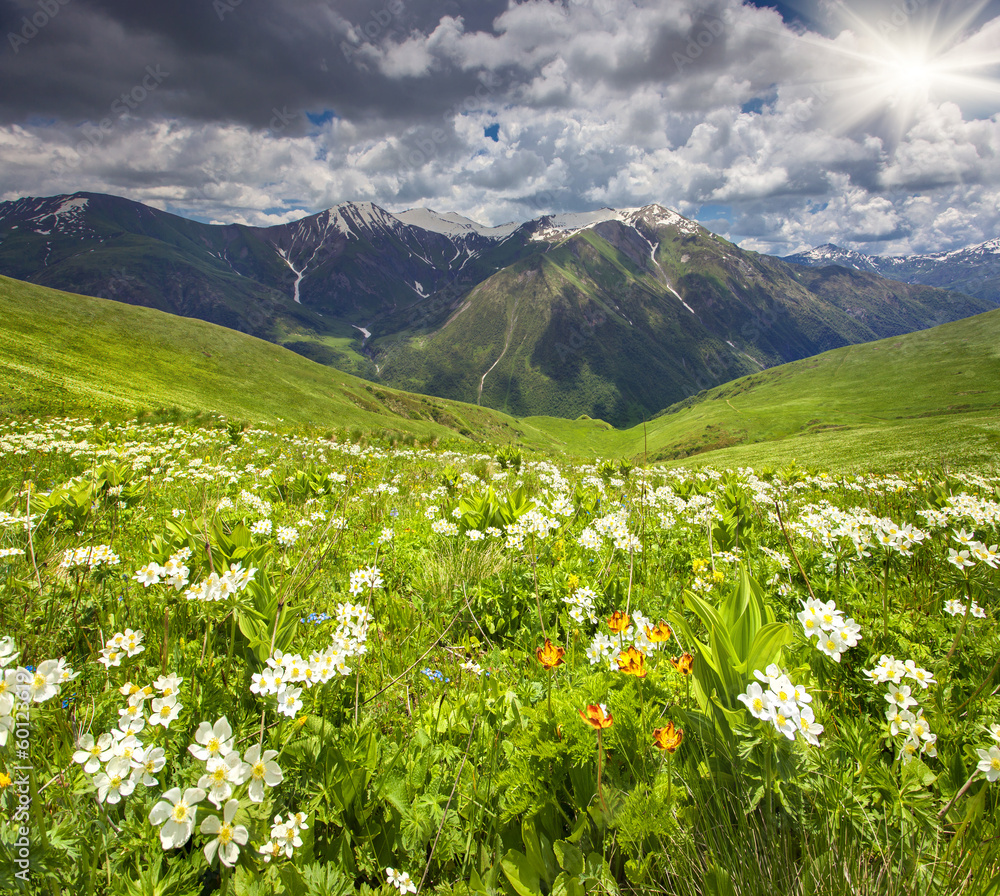 Fields of blossom flowers in the Caucasus mountains