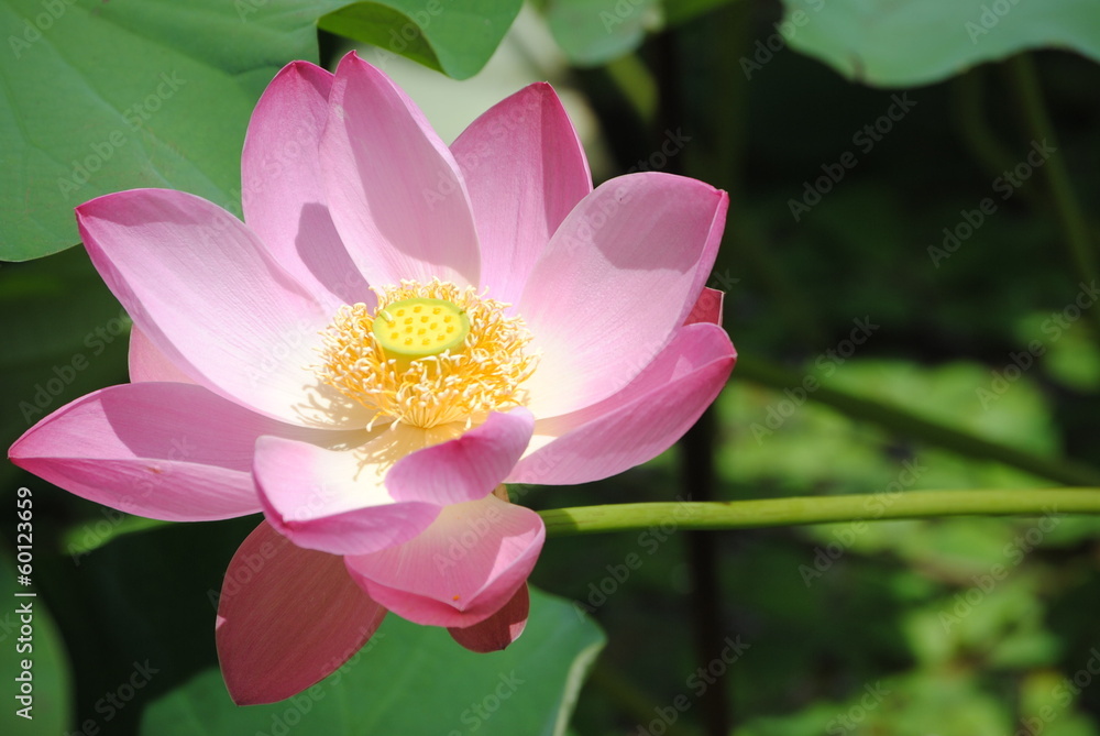 Lotusblüte weit offen Lotusblüte weit offen