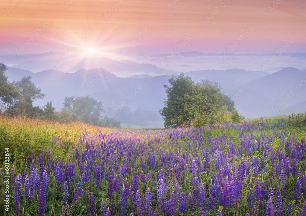 Obraz premium Lupine flowers in dew on the meadow in the mountains of the cool