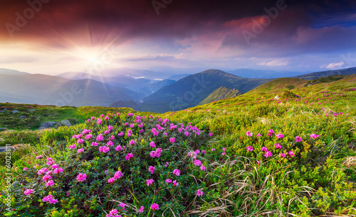 Magic pink rhododendron flowers in the summer mountain.