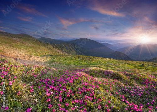 Magic pink rhododendron flowers in the summer mountain. © Andrew Mayovskyy