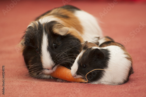 Small guinea pigs