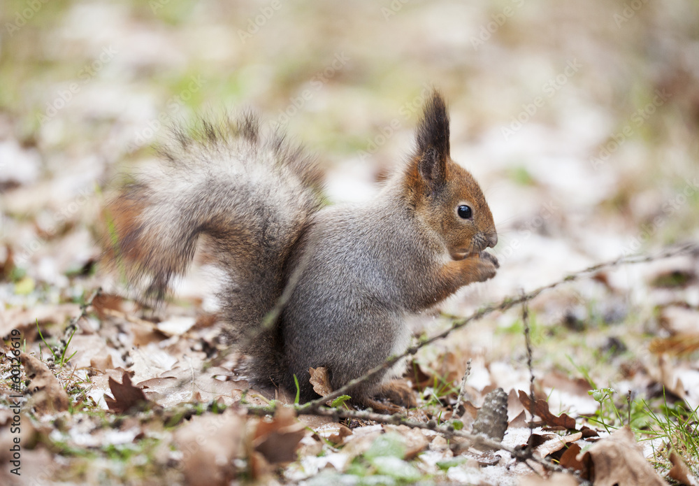 squirrel squirrel
