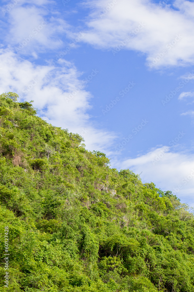 Lush forest against the sky Lush forest against the sky