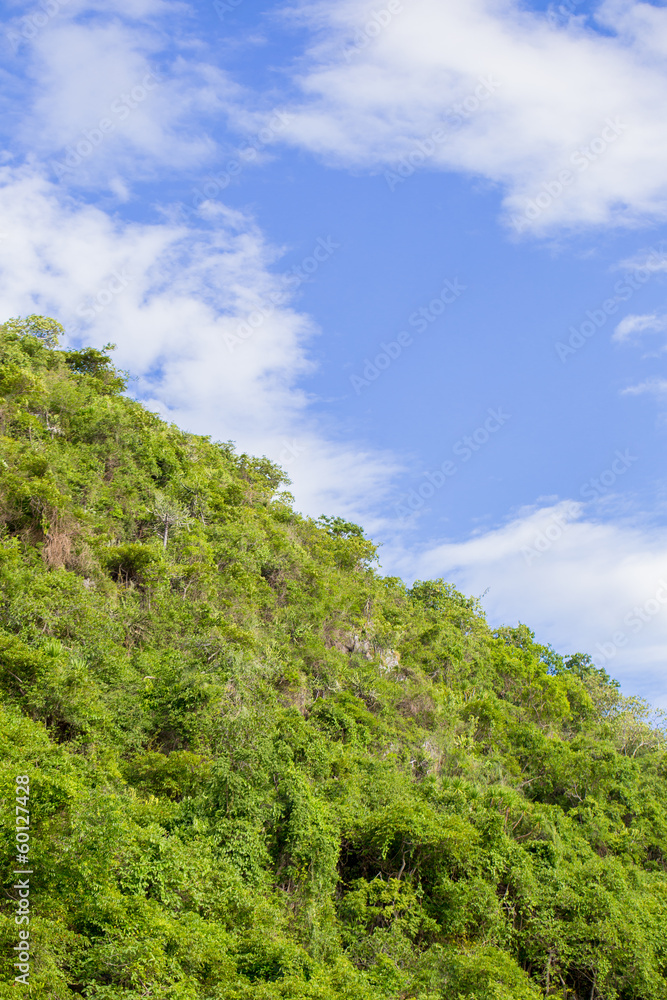 Lush forest against the sky