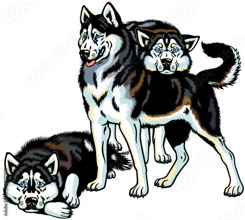 three siberian husky dogs