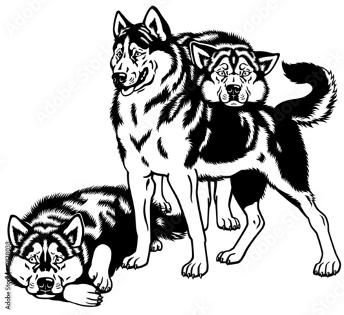 three siberian husky black white