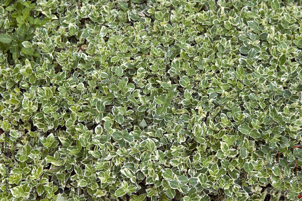 Immerguener Spindelstrauch, Euonymus fortunei Immerguener Spindelstrauch, Euonymus fortunei